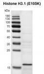 Recombinant Histone H3.1 (E105K) gel