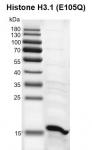 Recombinant Histone H3.1 (E105Q) gel