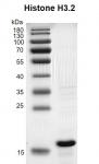 Recombinant Histone H3.2 gel