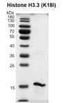 Recombinant Histone H3.3 (K18I) protein gel