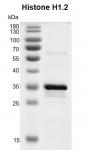 Recombinant Histone H1.2 protein gel