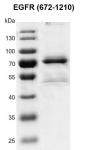 Recombinant EGFR (672-1210) protein gel