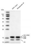 Streptavidin pull down assay for Recombinant Mononucleosomes H3.3 (R8C)  - biotin