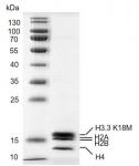 Recombinant Mononucleosomes H3.3 (K18M) - biotin protein gel