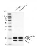 Streptavidin pull down assay for Recombinant Mononucleosomes H3.3 (K18M) - biotin