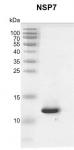Recombinant SARS-CoV-2 NSP7 protein gel