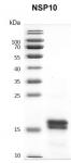 Recombinant SARS-CoV-2 NSP10 protein gel