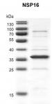 Recombinant SARS-CoV-2 NSP16 protein gel