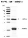 Recombinant SARS-CoV-2 NSP10 / NSP16 complex
