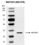 Recombinant MAP3K5 (660-978) protein gel