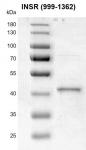 Recombinant INSR (999-1362) protein