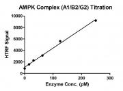 Recombinant AMPK Complex (A1+B2+G2) protein