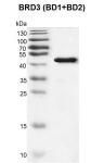 Recombinant BRD3 (BD1+BD2) protein