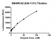 ADP-Glo Assay for SMARCA (636-1131) activity.