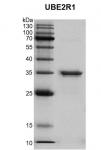 Recombinant UBE2R1 protein gel.