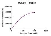 Recombinant UBE2R1 protein activity assay.