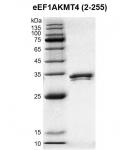 Recombinant eEF1AKMT4 protein Coomassie gel