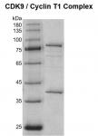 Recombinant CDK9 / CyclinT1 protein Coomassie gel