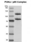 Recombinant PI3Kα / p85 protein Coomassie gel