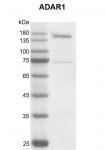 Recombinant ADAR1 protein gel.