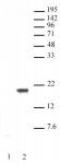 AbFlex<sup>®</sup> Histone H3S10ph antibody (rAb) tested by Western blot.