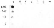AbFlex<sup>®</sup> Histone H3S10ph antibody (rAb) tested by dot blot analysis.