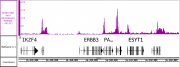 AbFlex<sup>®</sup> RNA Pol II antibody (rAb) tested by ChIP-Seq.
