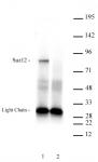AbFlex<sup>&reg;</sup> Suz12 antibody (rAb) tested by immunoprecipitation.