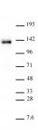 AbFlex<sup>&reg;</sup> His-Tag antibody (rAb) tested by Western blot.