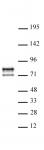 AbFlex<sup>&reg;</sup> Lamin A/C antibody (rAb) tested by Western blot.