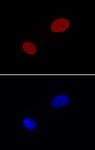 AbFlex<sup>&reg;</sup> Lamin A/C antibody (rAb) tested by immunofluorescence.