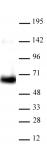 AbFlex<sup>&reg;</sup> HDAC1 antibody (rAb) tested by Western blot.