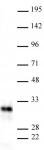 AbFlex<sup>&reg;</sup> Snail antibody (rAb) tested by Western blot.