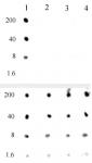 AbFlex<sup>®</sup> Histone H3K4me0 antibody (rAb, mouse) tested by dot blot analysis.