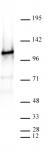 AbFlex<sup>®</sup> CTCF antibody (rAb) tested by Western blot.