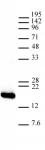 AbFlex<sup>®</sup> Histone H3, C-terminal antibody (rAb, Mouse) tested by Western blot.