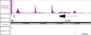 AbFlex<sup>®</sup> BRD4 antibody (rAb) tested by ChIP-Seq.