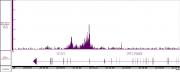 AbFlex® BRD4 recombinant antibody (rAb) tested by CUT&RUN