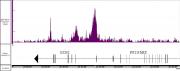 AbFlex<sup>®</sup>AbFlex® BRD4 recombinant antibody (rAb) tested by TIP-ChIP.