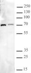 AbFlex<sup>®</sup> METTL3 antibody (rAb) tested by Western blot.