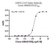 AbFlex SARS-CoV-2 Spike Antibody (rAb) (AM043105) tested by ELISA using SARS Spike protein RBD.