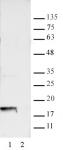 AbFlex<sup>®</sup> Histone H2A.XS139ph antibody (rAb) tested by Western blot.
