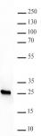 AbFlex<sup>&reg;</sup> HP1&beta; antibody (rAb) tested by Western blot.