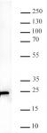 AbFlex<sup>®</sup> KRAS antibody (rAb) tested by Western blot.