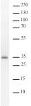 AbFlex<sup>®</sup> ALKBH2 antibody (rAb) tested by Western blot.