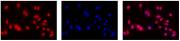 AbFlex<sup>®</sup> AHR antibody (rAb) tested by immunofluorescence.