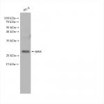 MAX antibody (rAb), 100 µl tested by Western blot.